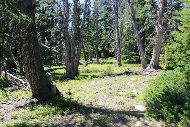 a view of a tree with a yard