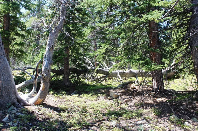 a view of a tree in a yard