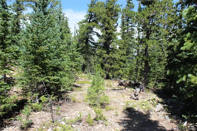 a view of a yard with large trees