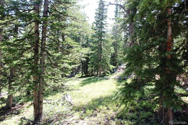 a view of a yard with large trees