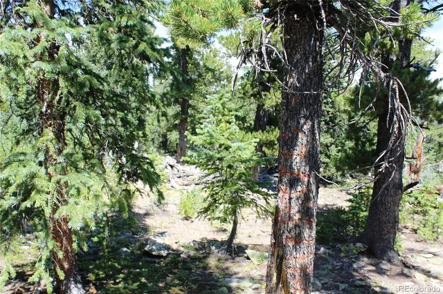 a picture of a tree in a forest