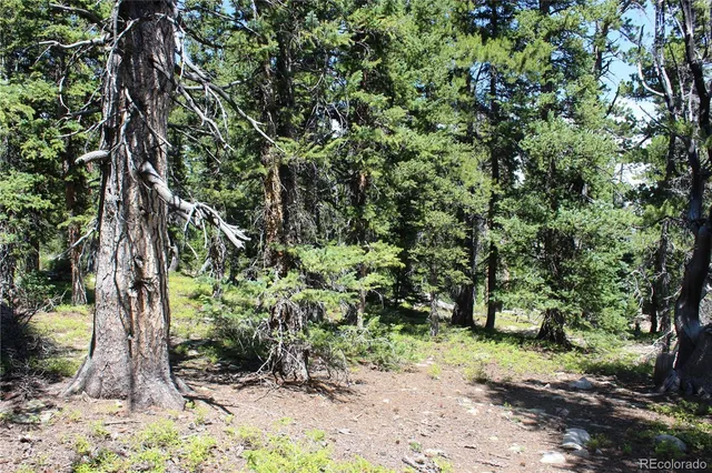 a big yard with lots of green space