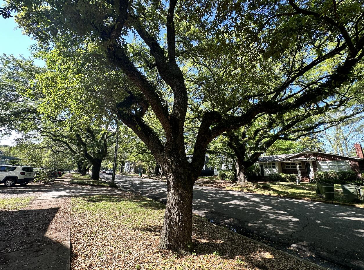1107 Prince Street Georgetown, SC 29440 - Photo 17 of 23 Gorgeous mature trees line street.