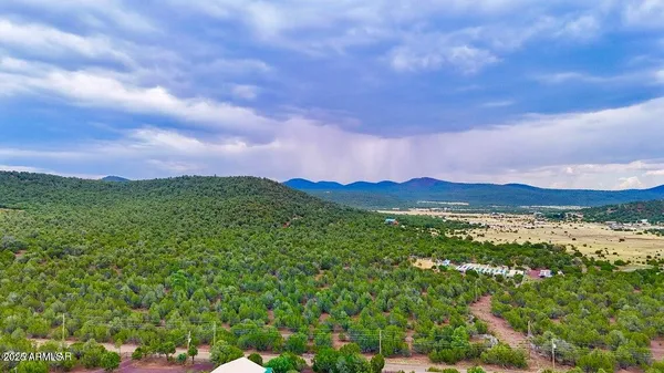 a view of an lush green forest