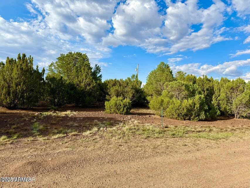 23 Co Road Show Low, AZ 85901 - Photo 3 of 15 a view of a yard with trees