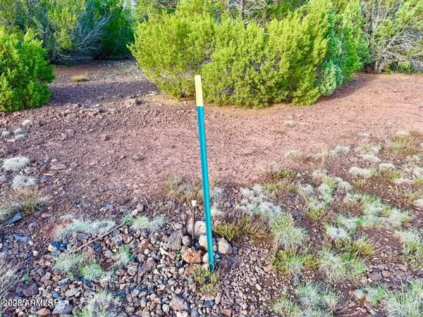 a view of a yard with plants and trees