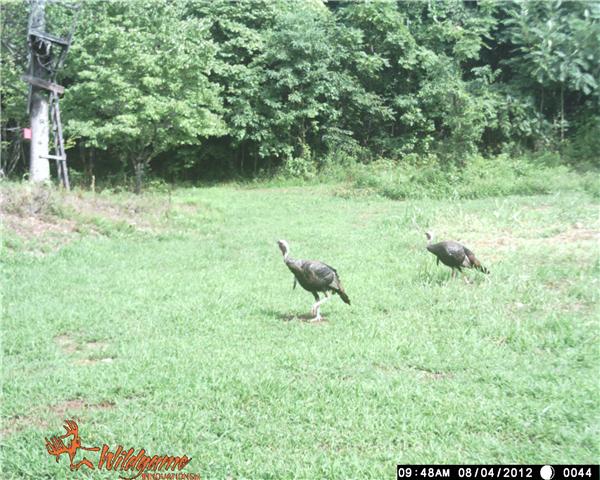 730 B Rogues Fork Road Bethpage, TN 37022 - Photo 1 of 2