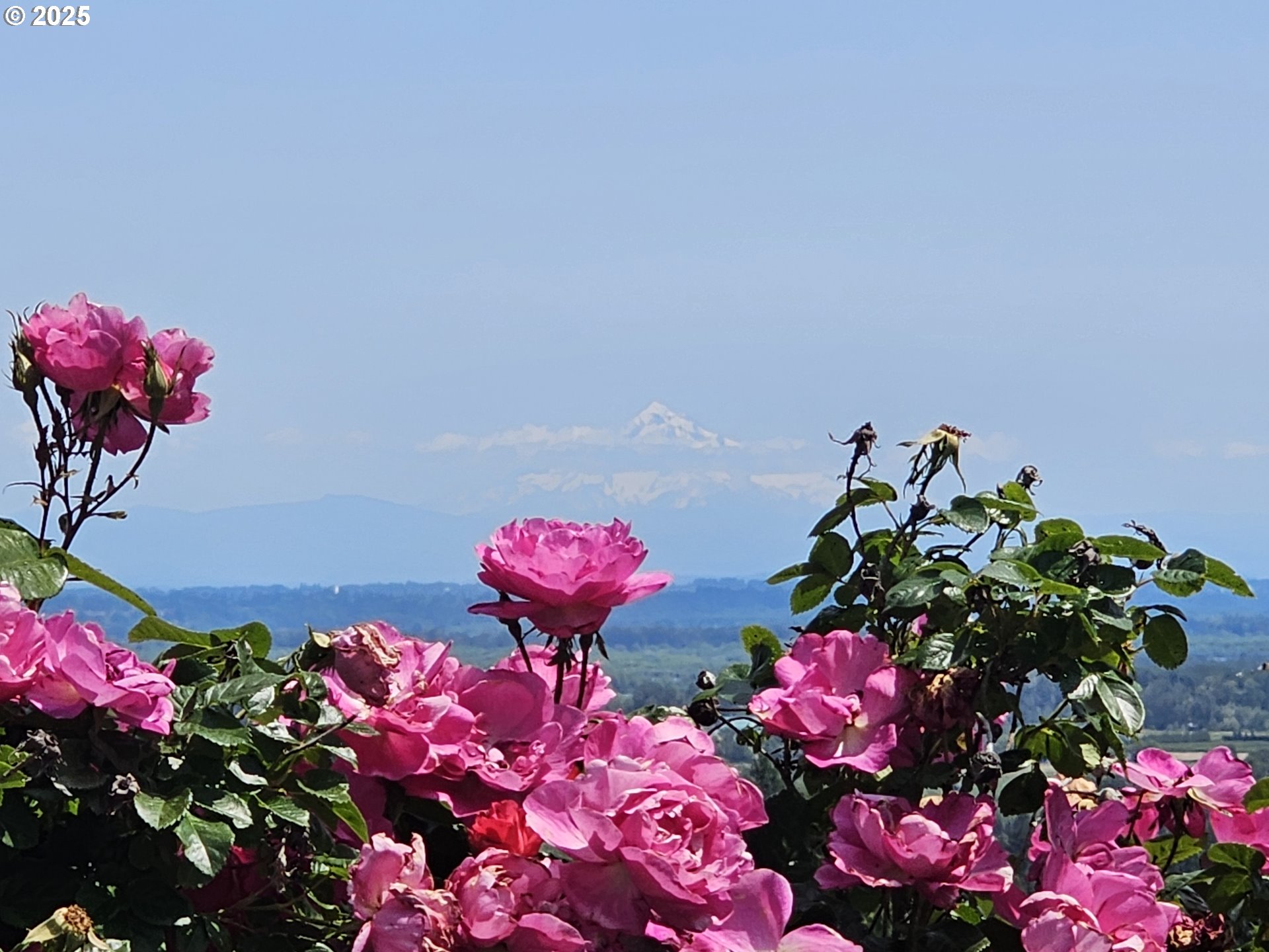 32373 Southwest JP W Road Scappoose, OR 97056 - Photo 43 of 44 a view of a flower