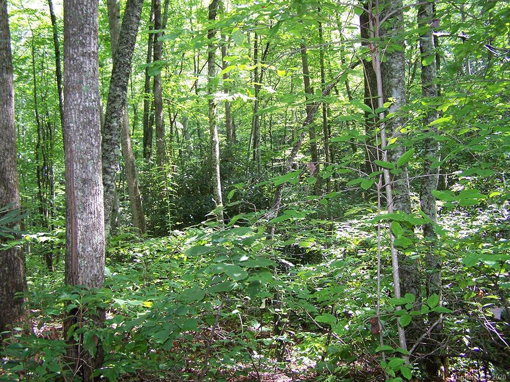 Tract C Balsam Ridge Road, Unit TRACT C Waynesville, NC 28786 - Photo 20 of 27 Gallery Image 20