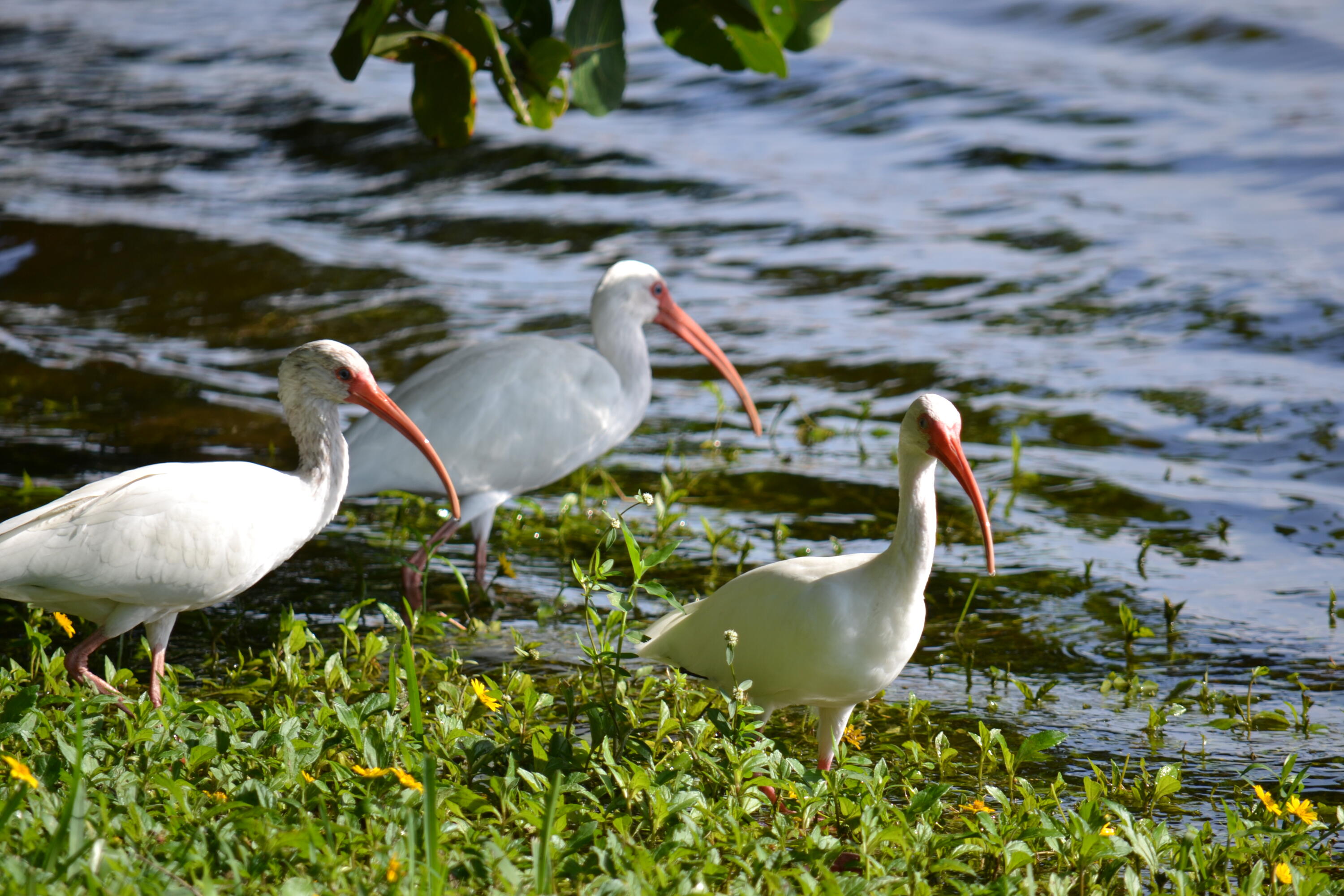 2650 Greenwood Terrace, Unit 2180 Boca Raton, FL 33431 - Photo 25 of 30 Windwood Wildlife