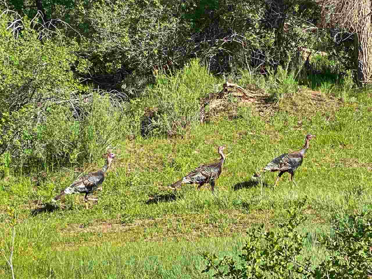 58857 58 9/10 Road Collbran, CO 81624 - Photo 41 of 42 Gallery Image 41
