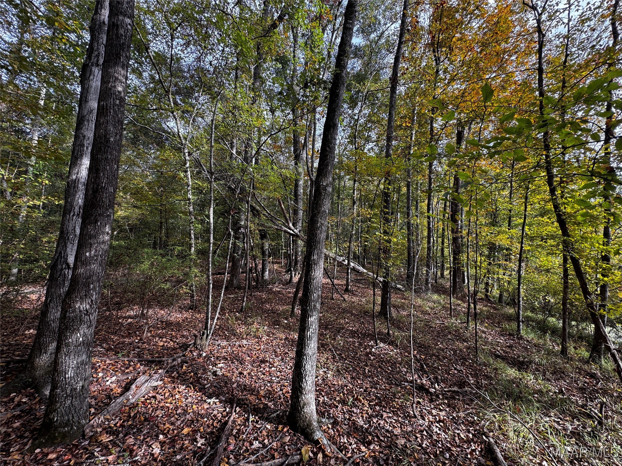 0 Coon Hop Road Hardaway, AL 36039 - Photo 66 of 67 Gallery Image 66