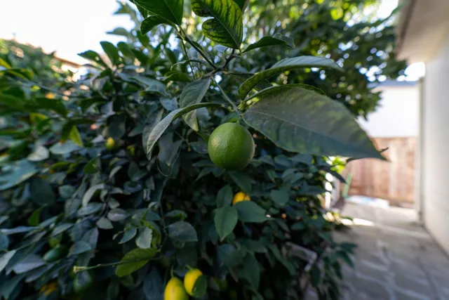 a view of a potted plants on a patio