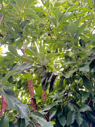 $345,000 | 3637 Snell Avenue, Unit 390, San Jose, CA 95136