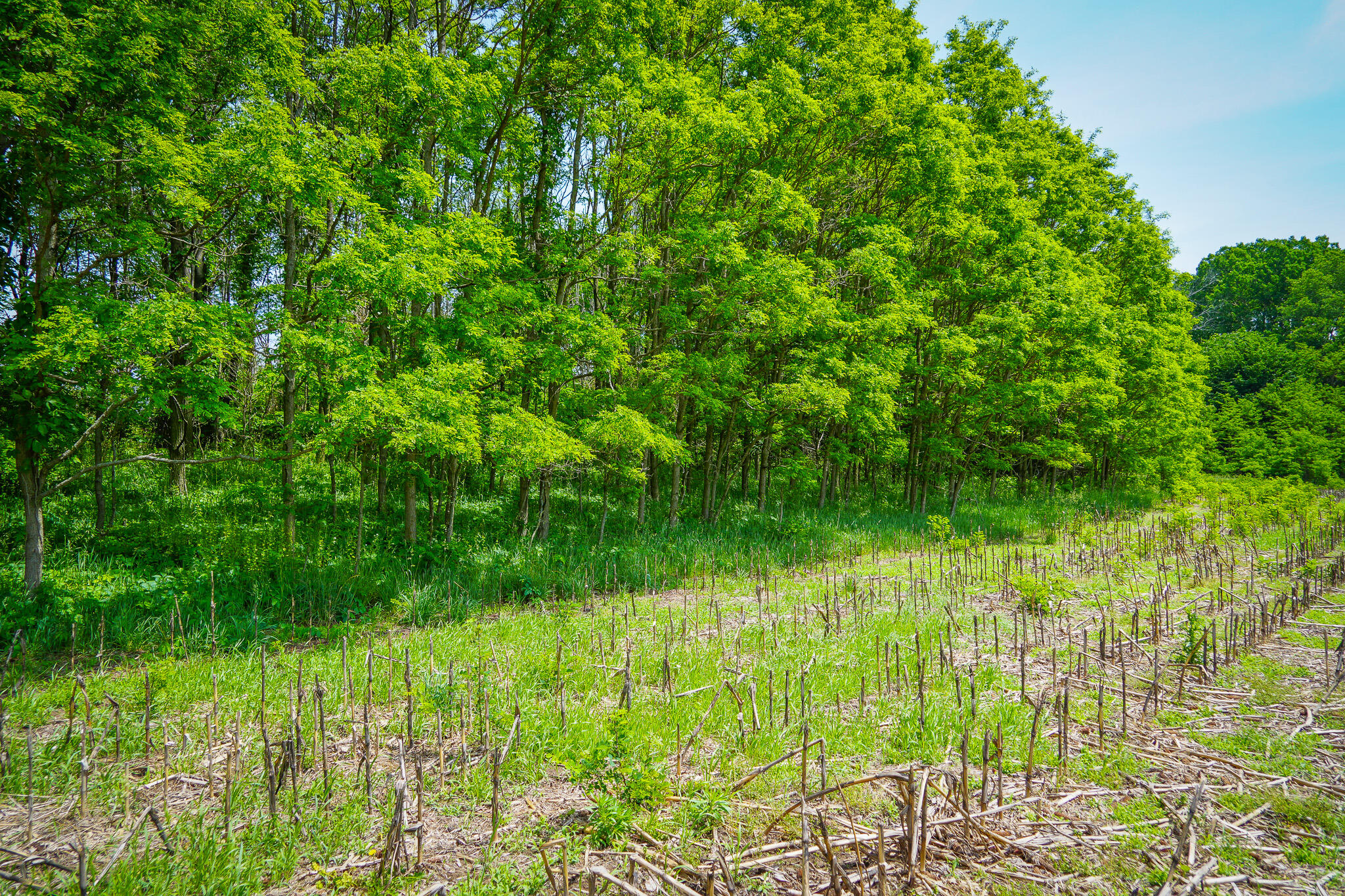 V/l West Johnson Road Shelby, MI 49455 - Photo 8 of 17 DSC00413