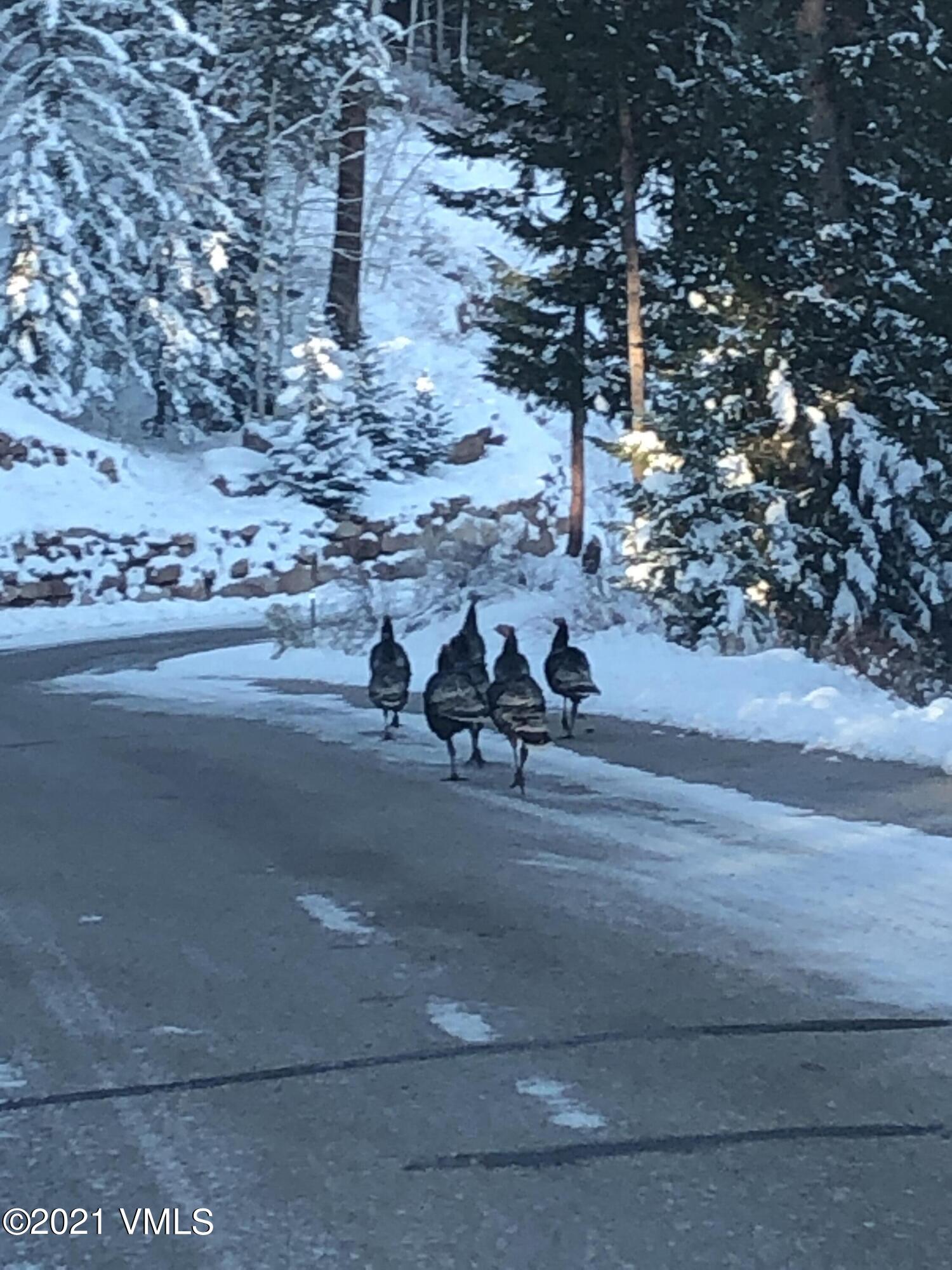 1027 Forest Trail Edwards, CO 81632 - Photo 40 of 45 IMG_3444