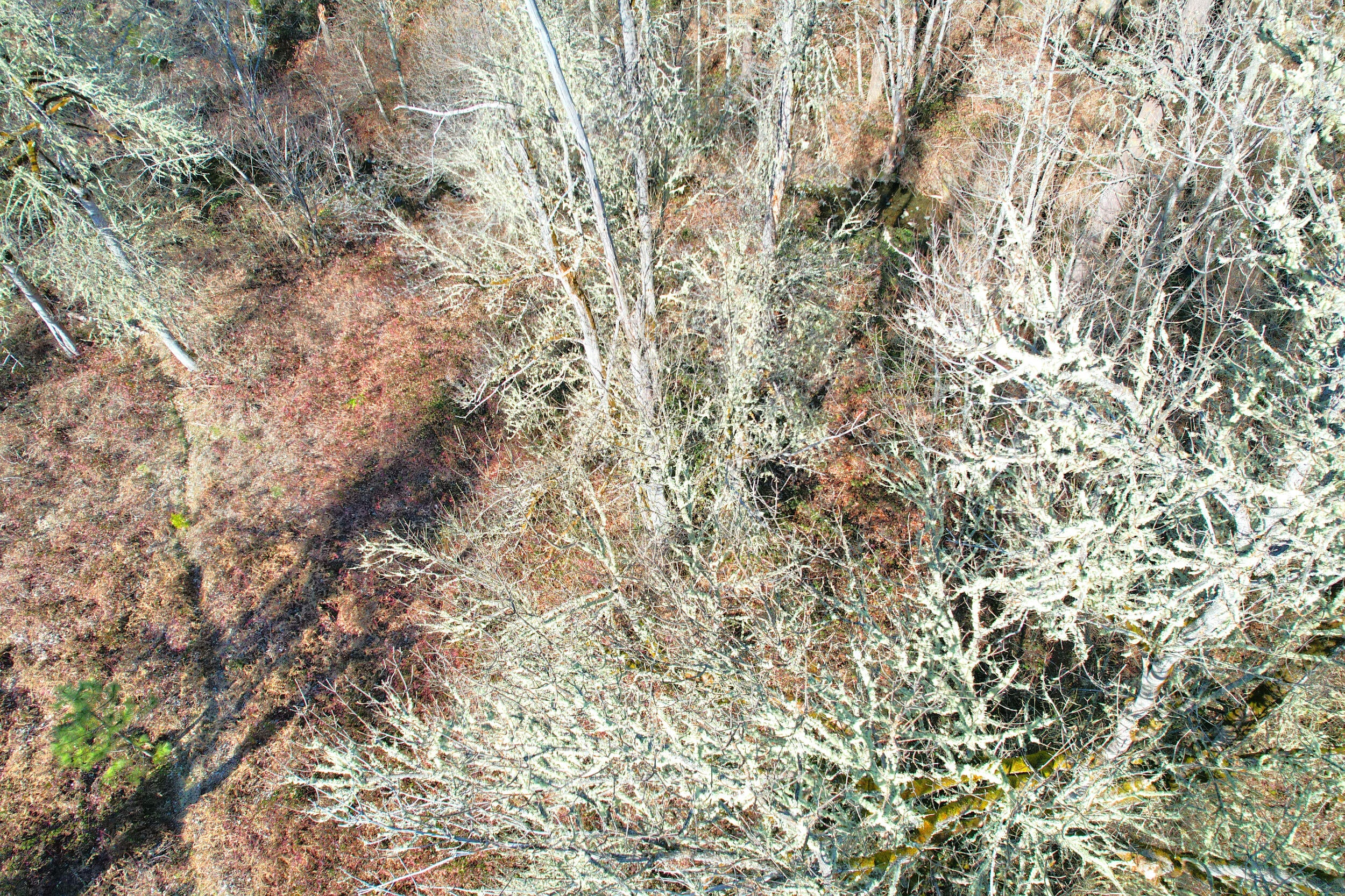 5000 Thompson Creek Road Jacksonville, OR 97530 - Photo 7 of 70 DJI_0831-fotor-20260203102951