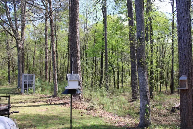 a view of a back yard