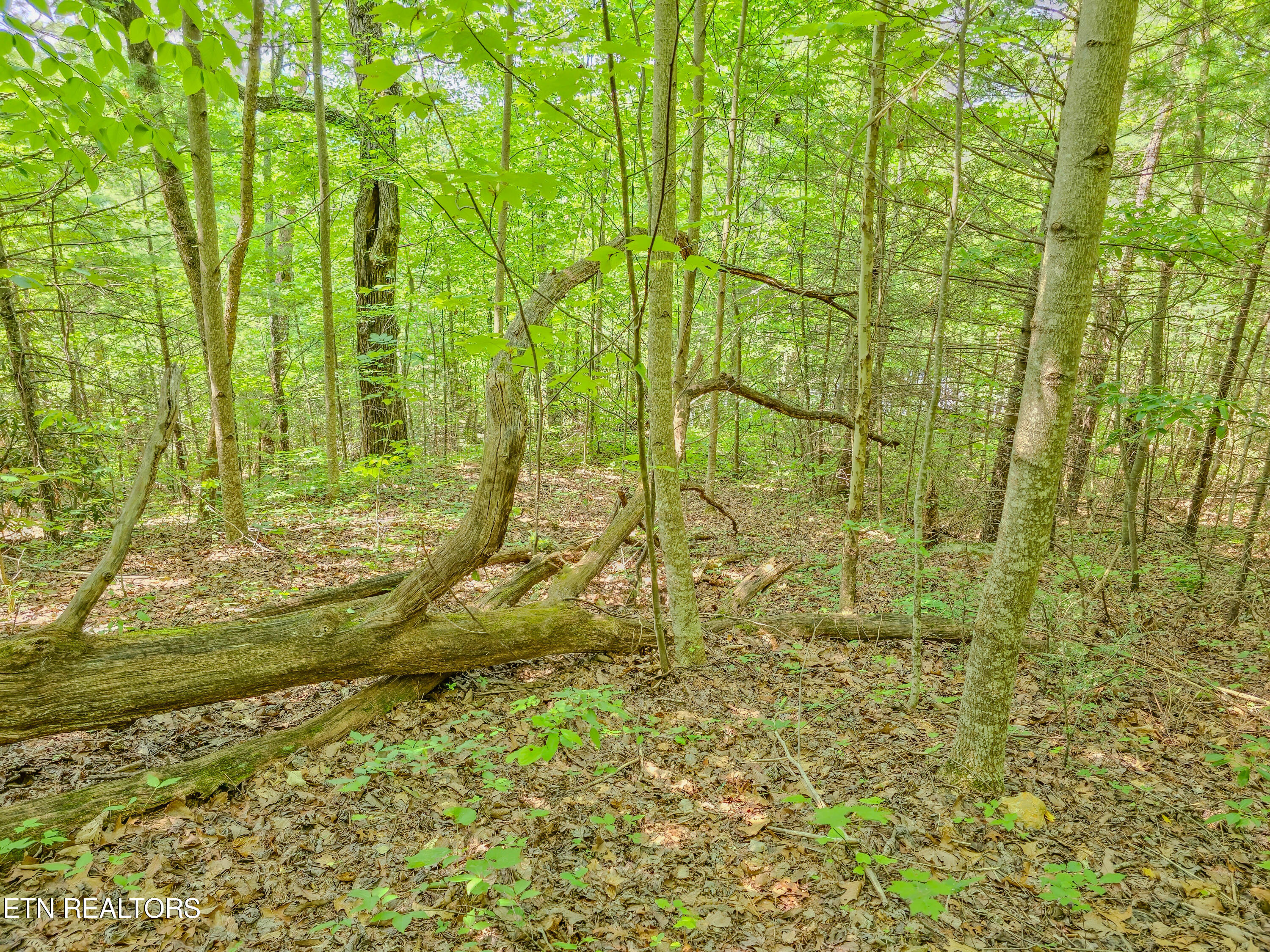 Lot 133 Long Rifle Sevierville, TN 37862 - Photo 17 of 19 20240618_153741