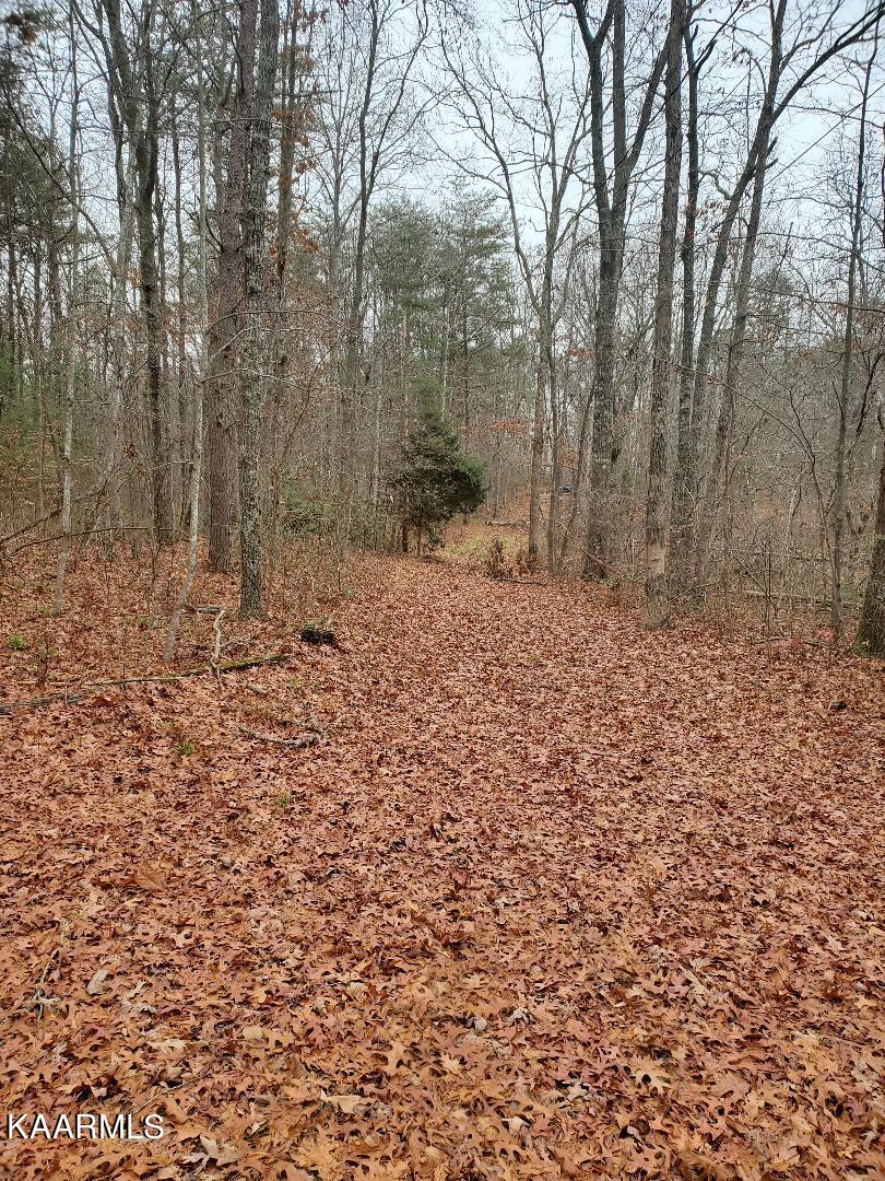 246 Scott Wyatt Road Deer Lodge, TN 37726 - Photo 2 of 5 Scott Wyatt Picture #2