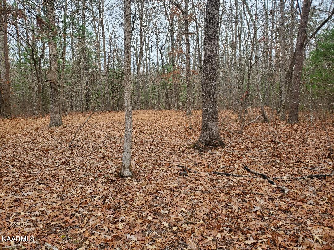 246 Scott Wyatt Road Deer Lodge, TN 37726 - Photo 3 of 5 Scott Wyatt Pictures #3