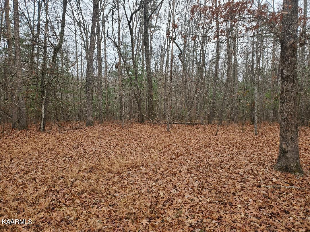 246 Scott Wyatt Road Deer Lodge, TN 37726 - Photo 4 of 5 Scott Wyatt Picture #4