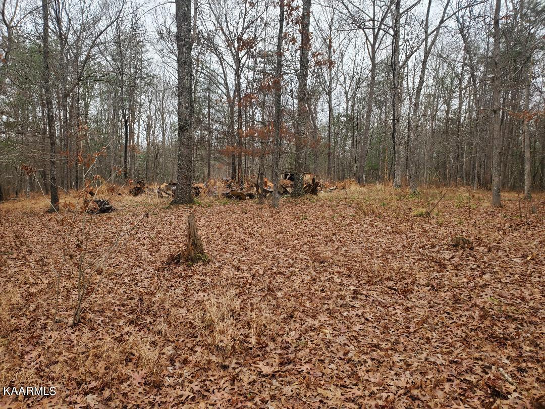 246 Scott Wyatt Road Deer Lodge, TN 37726 - Photo 5 of 5 Scott Wyatt Pictures #5