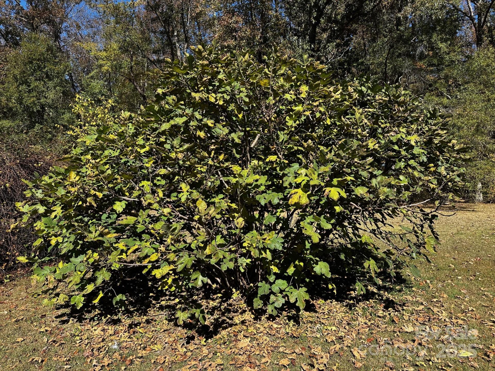 1080 Gin Road Rockwell, NC 28138 - Photo 30 of 34 a view of a tree