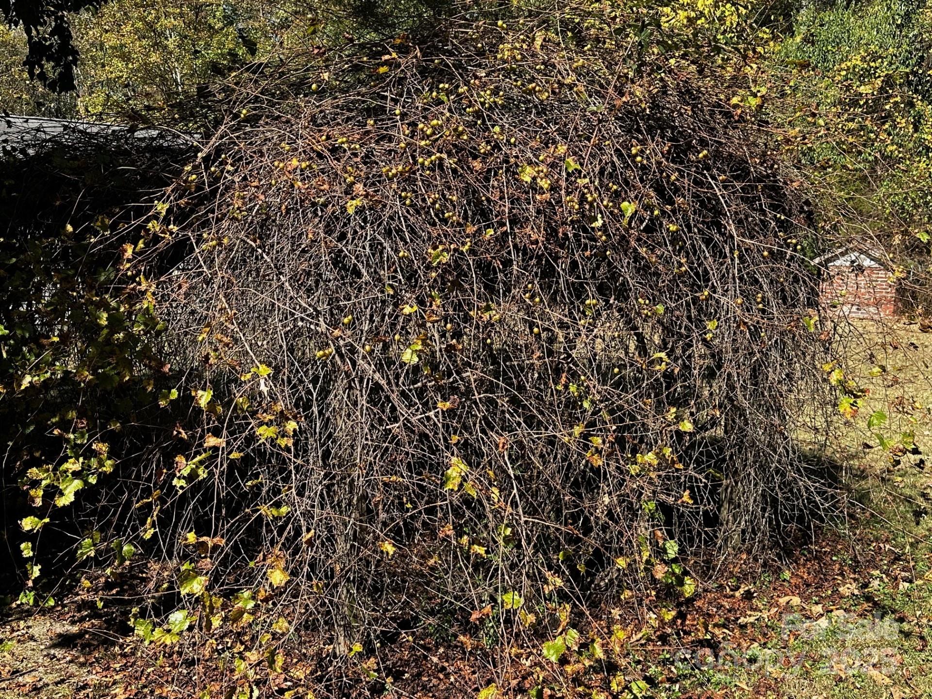 1080 Gin Road Rockwell, NC 28138 - Photo 31 of 34 a view of a tree