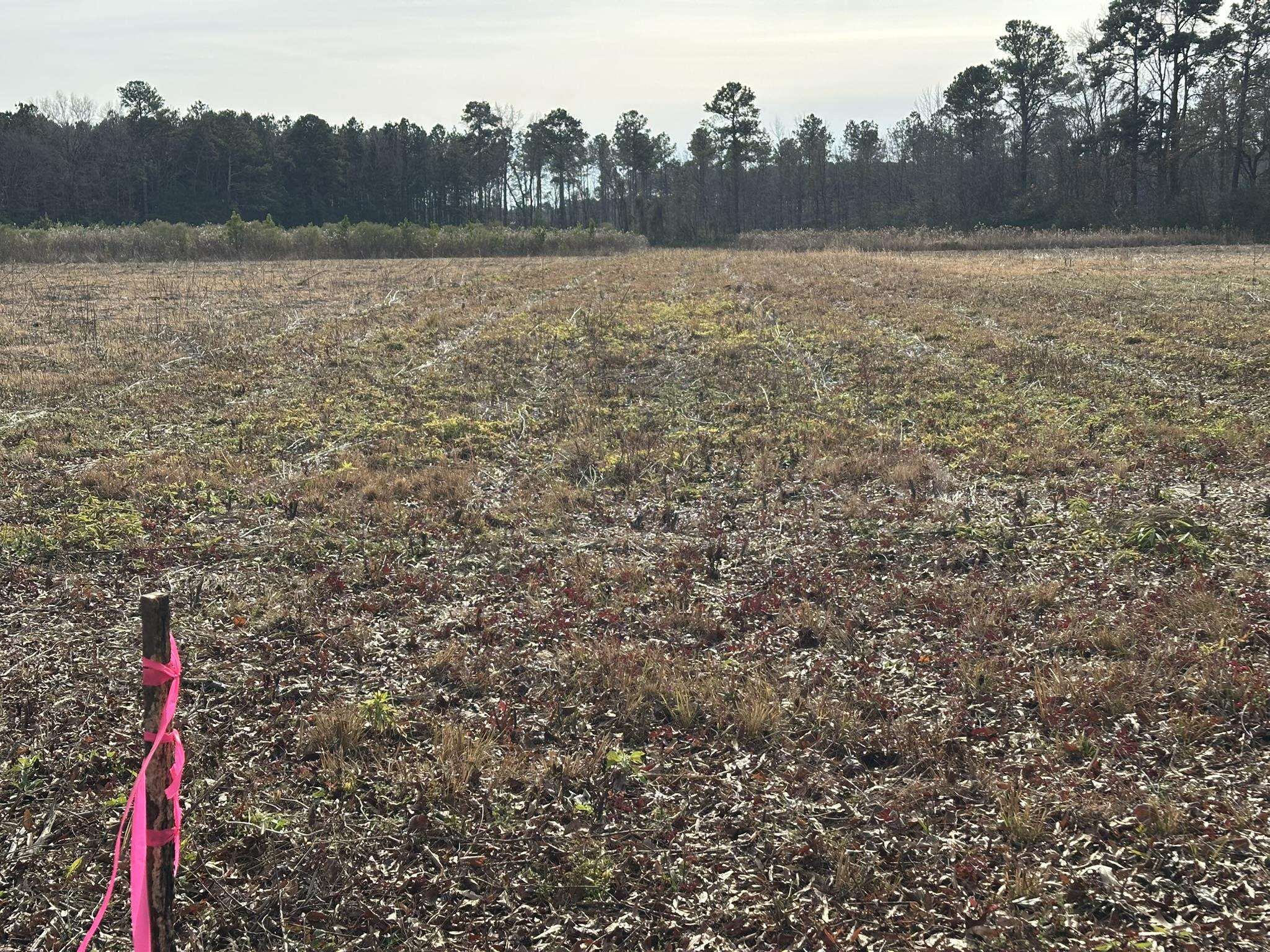 Tbd Cool Springs Road Marion, SC 29571 - Photo 6 of 10