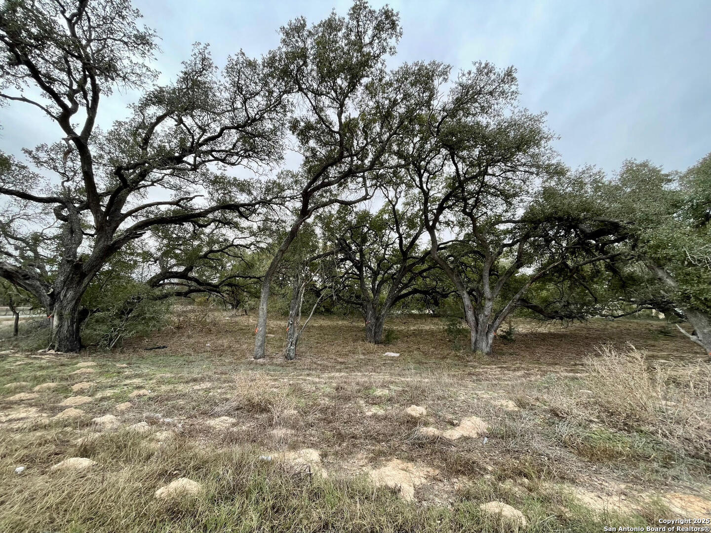 100 Pradera Rdg Drive Floresville, TX 78114 - Photo 11 of 17 a view of a tree with green space