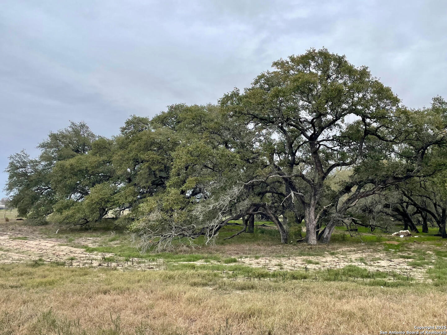 100 Pradera Rdg Drive Floresville, TX 78114 - Photo 6 of 17 a view of a tree next to a yard