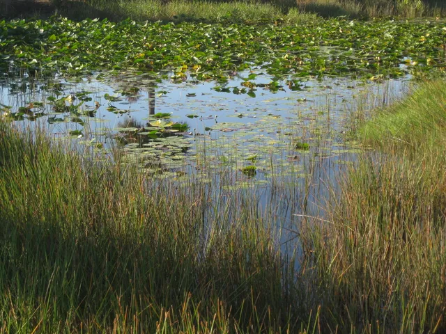 a view of a large body of water surrounded with palm trees