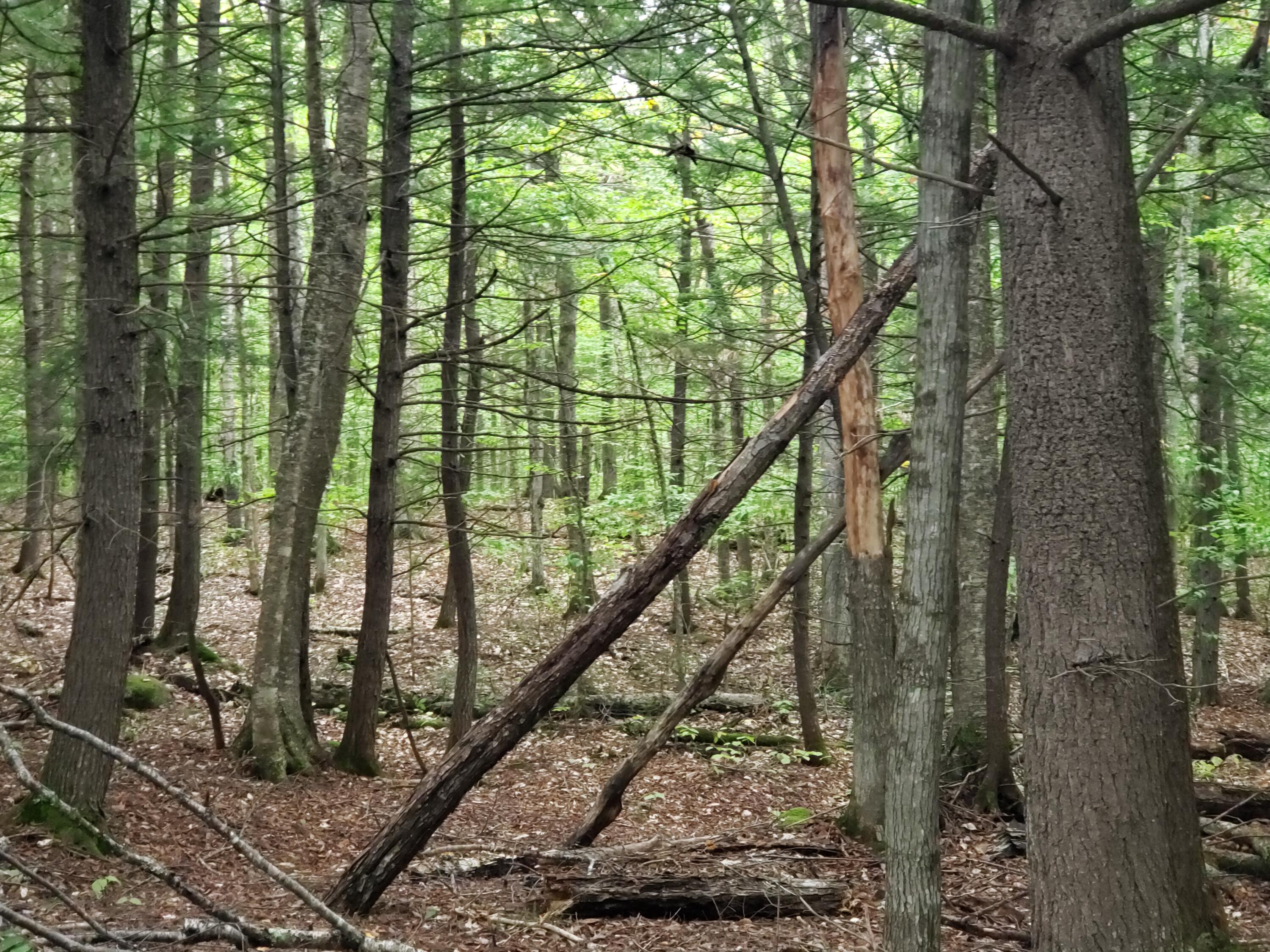Tbd Burbank Hill Road Strong, ME 04983 - Photo 15 of 19 20210929_122451