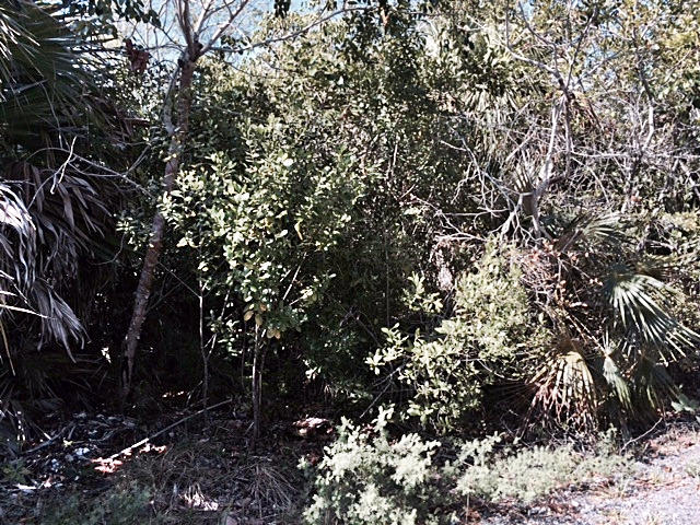 Parcel Mmm Valencia Road Cudjoe, FL 33042 - Photo 3 of 5 Street view 1