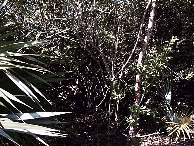 Parcel Mmm Valencia Road Cudjoe, FL 33042 - Photo 5 of 5 Street view 3