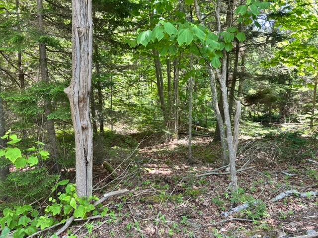 17 Bristol Road Damariscotta, ME 04543 - Photo 4 of 6 IMG_1527