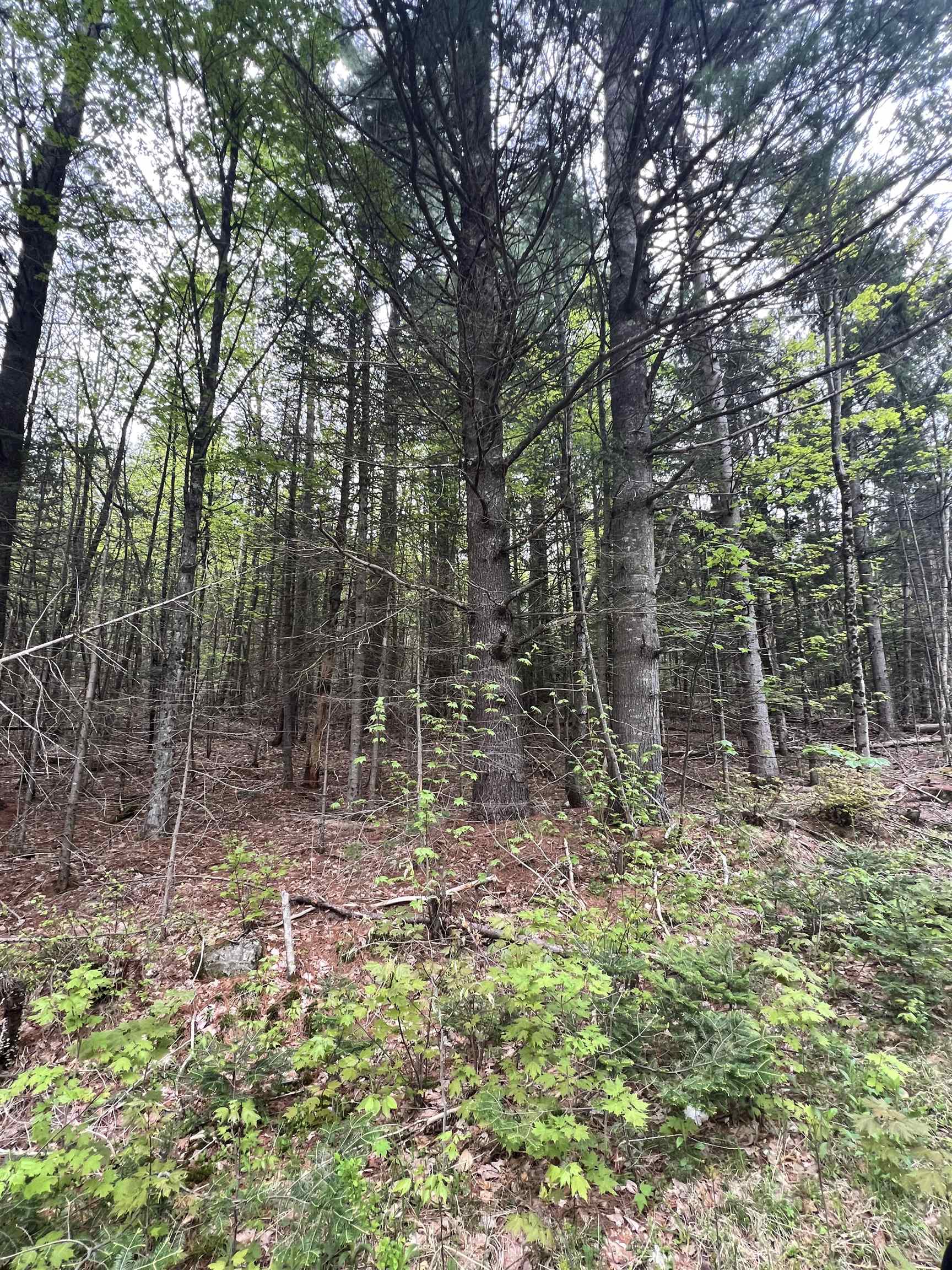 - Beck Pond Road East Haven, VT 05837 - Photo 3 of 40 Gallery Image 3