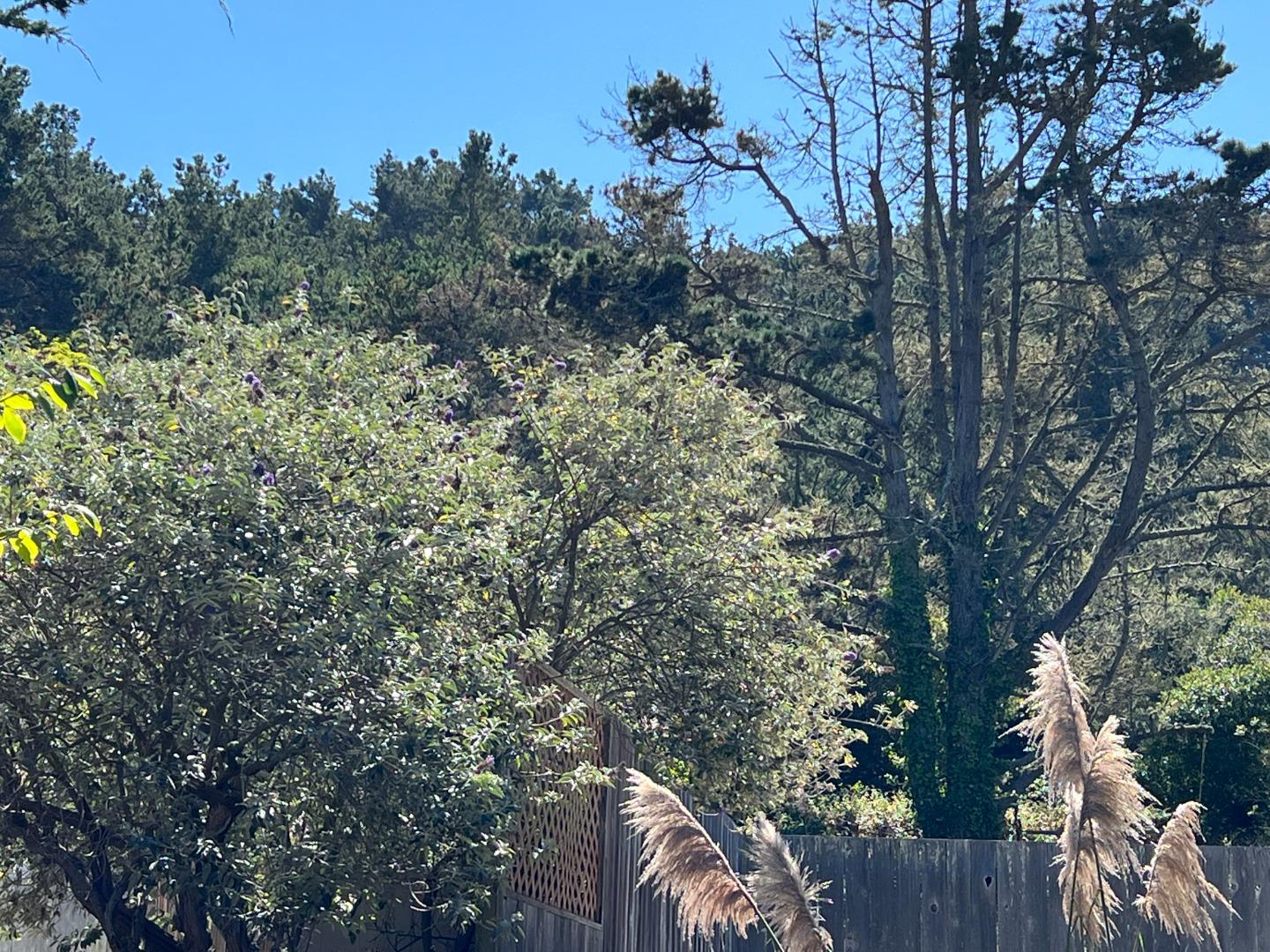 0 Clarendon Road Pacifica, CA 94044 - Photo 1 of 1 a view of a forest with a tree in the background