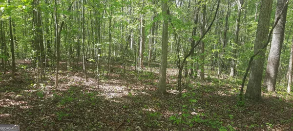 a view of lots of trees