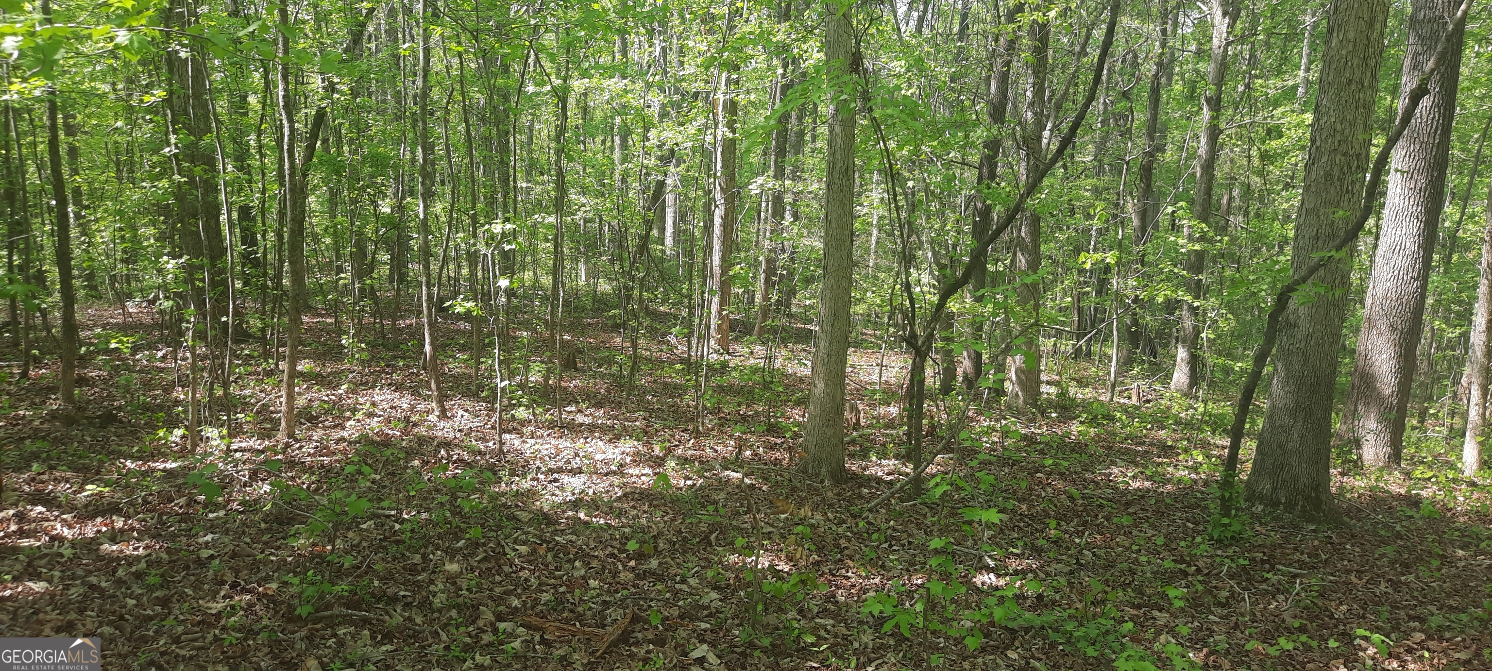11300 Azalea Trail Hampton, GA 30228 - Photo 3 of 7 a view of lots of trees