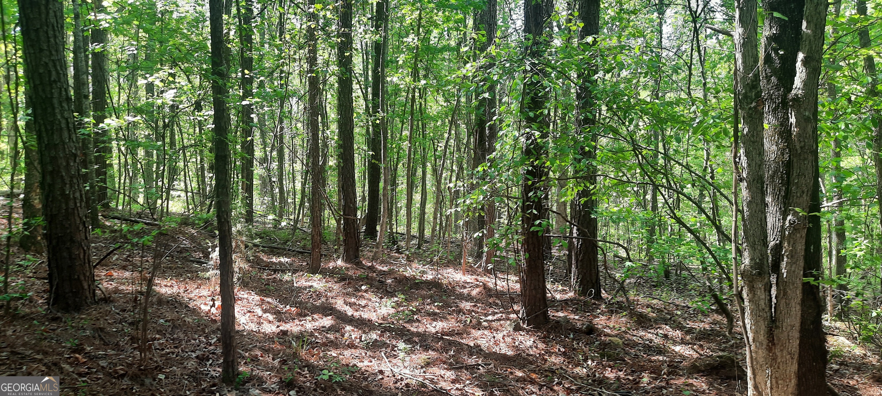 11300 Azalea Trail Hampton, GA 30228 - Photo 4 of 7 a view of outdoor space and trees