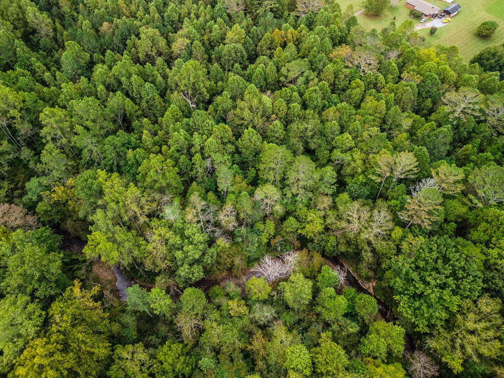 2.09-ac Old Northcutt Road Ellijay, GA 30540 - Photo 6 of 9 a view of a lush green forest with a tree