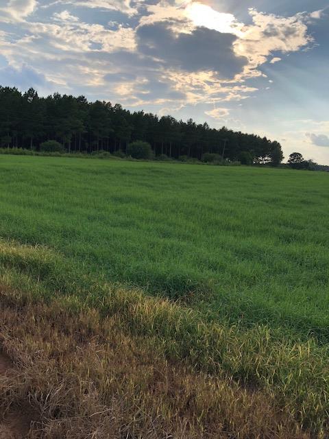 0 Lucy Grade Road Ashford, AL 36312 - Photo 1 of 1