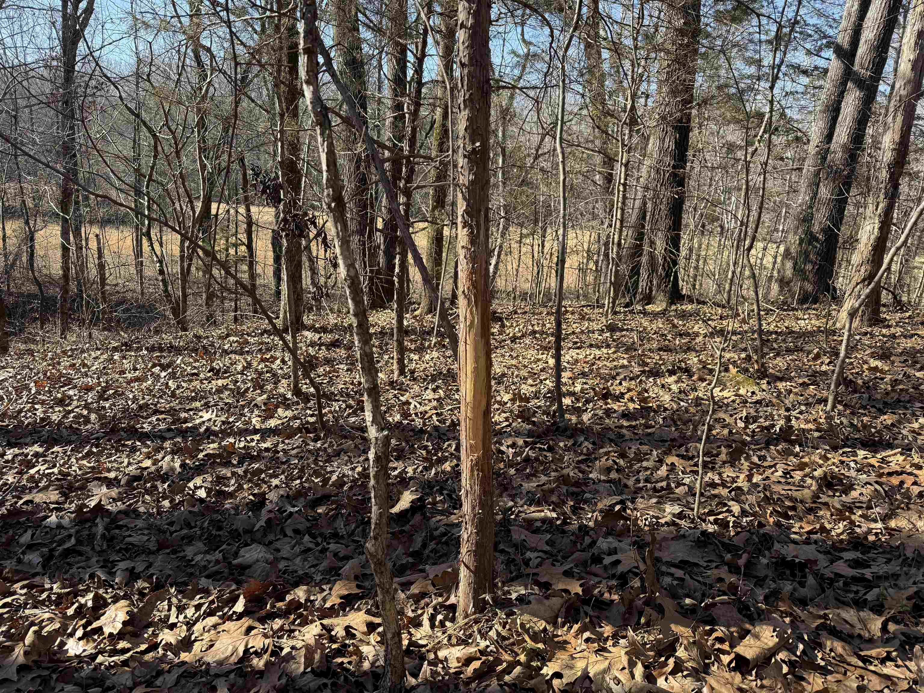 25-acres Dogwood Road Somerville, TN 38068 - Photo 13 of 16 a view of covered with green space