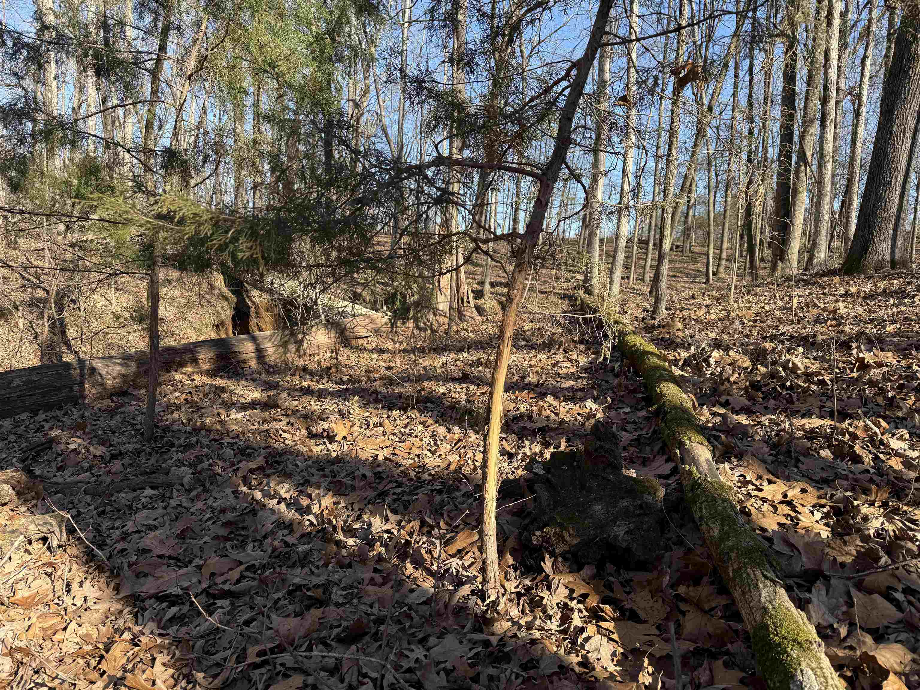 25-acres Dogwood Road Somerville, TN 38068 - Photo 14 of 16 a backyard of a house with a garden