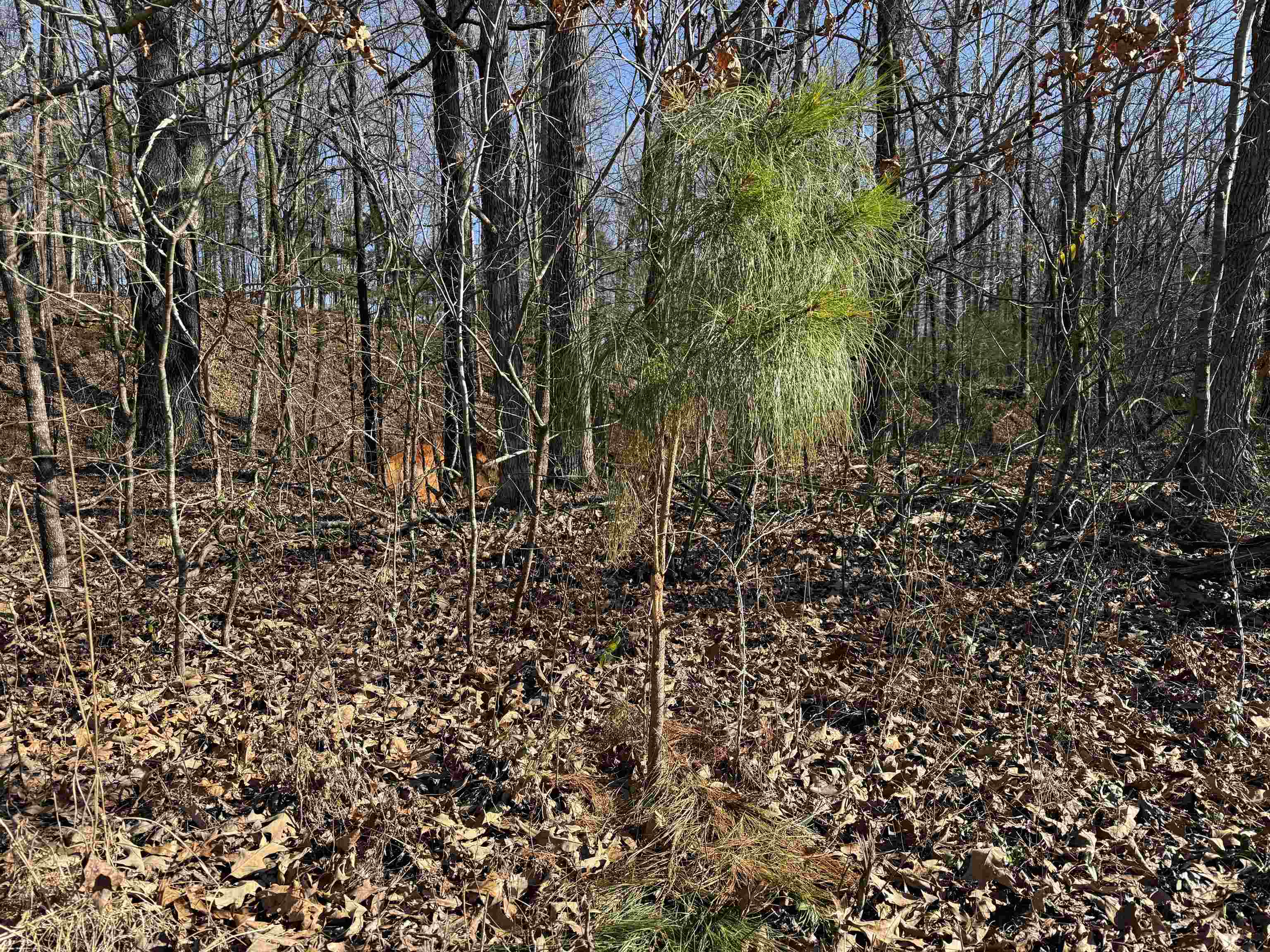 25-acres Dogwood Road Somerville, TN 38068 - Photo 15 of 16 a view of a yard with large trees