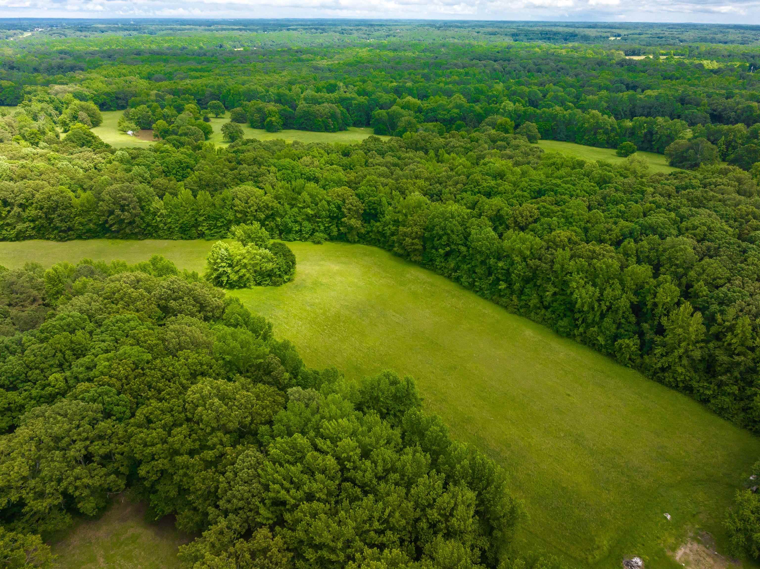 25-acres Dogwood Road Somerville, TN 38068 - Photo 4 of 16 a view of a green yard with large trees
