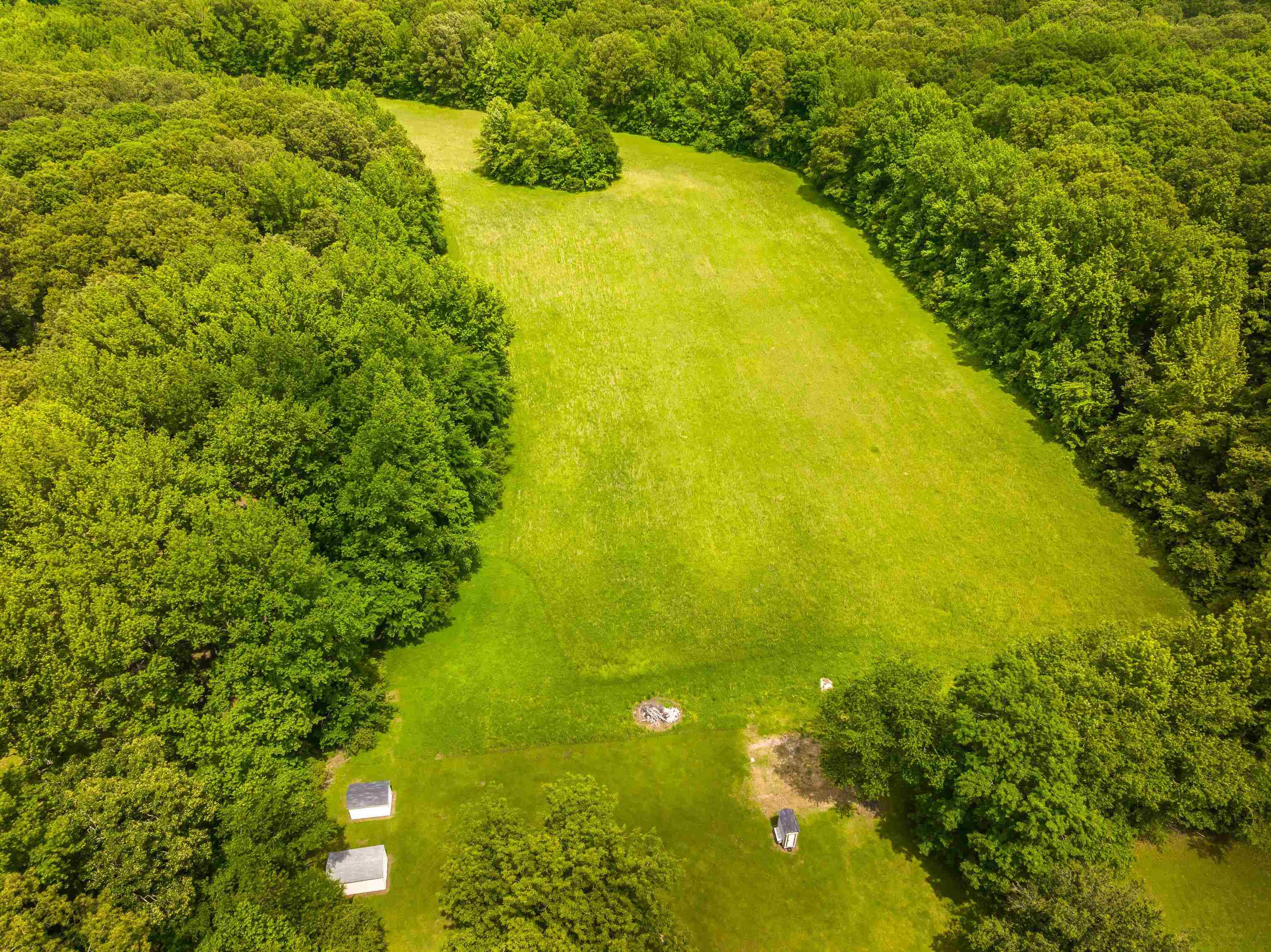 25-acres Dogwood Road Somerville, TN 38068 - Photo 6 of 16 a view of a large trees with plants
