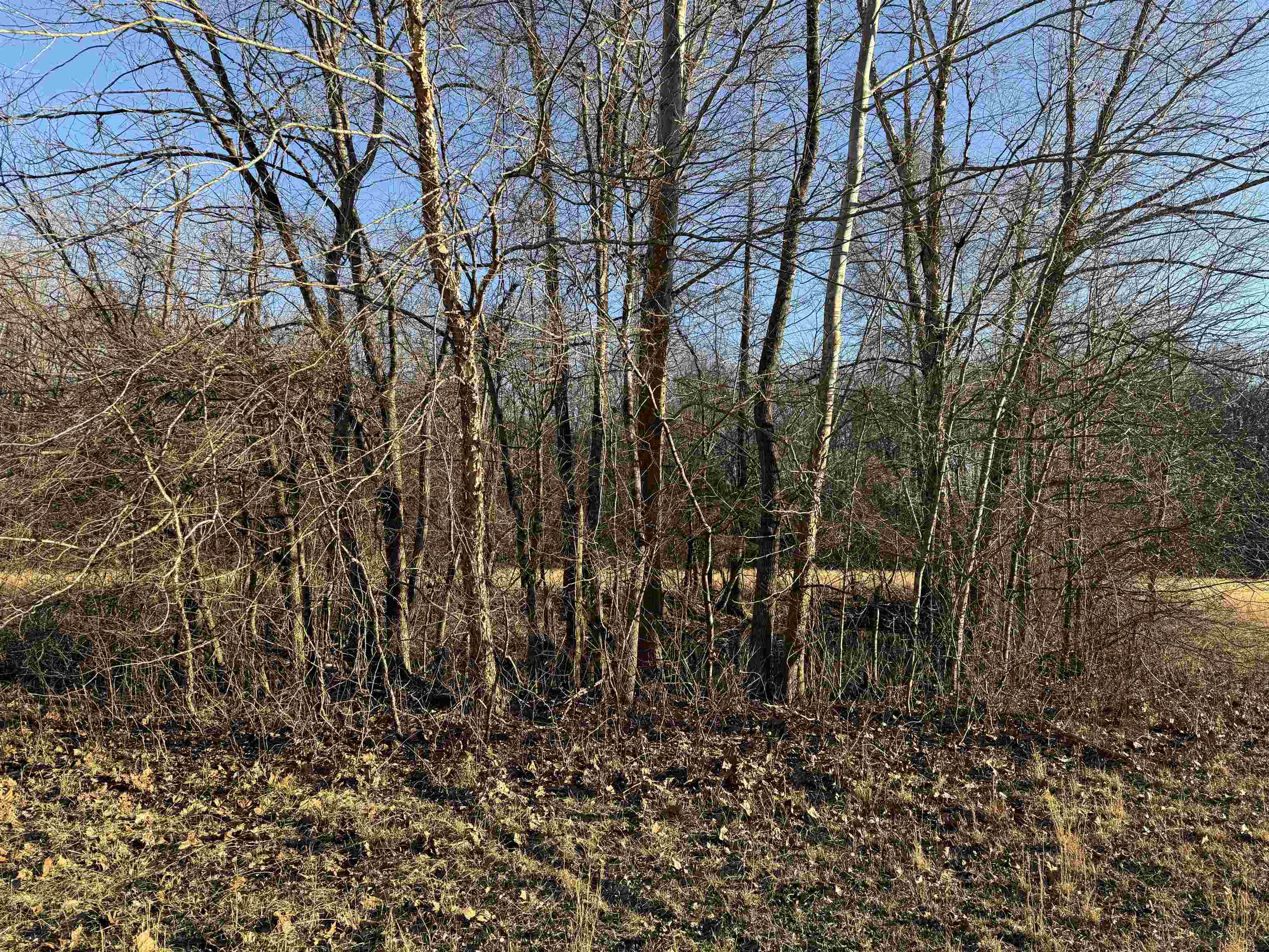 25-acres Dogwood Road Somerville, TN 38068 - Photo 10 of 16 a view of a backyard of the house